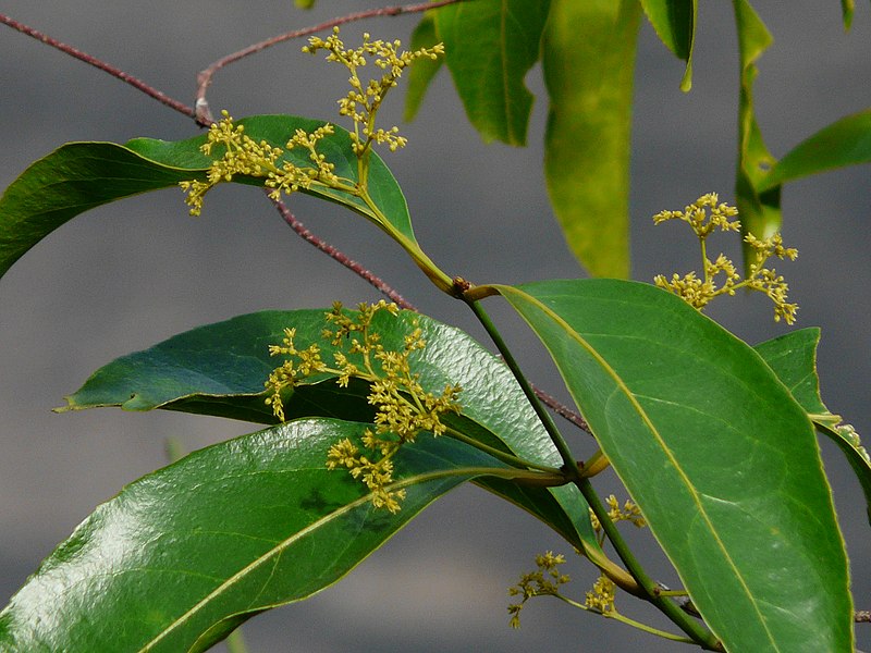 File:Olea dioica ? (3131050200).jpg