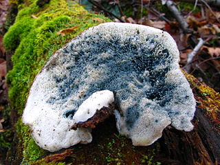 <i>Oligoporus</i> Genus of fungi