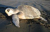 A living Lepidochelys, or ridley sea turtle Olive ridley sea turtle cropped.jpg