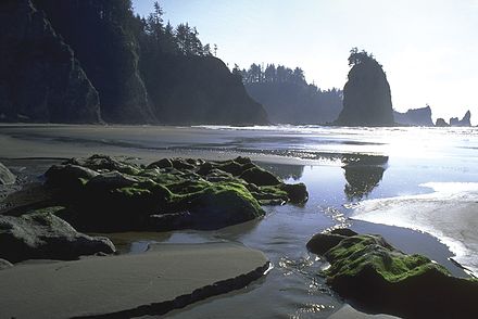 The coastline of Olympic National Park