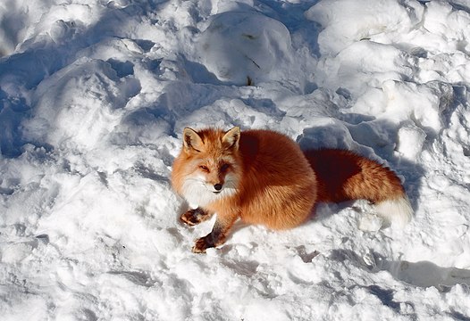 Лиса перевод. Sweet Fox холодно. Sweety Fox видео с животными.