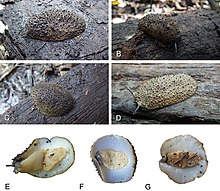 Onchidium melakense (10.3897-zookeys.892.39524) Figure 6.jpg