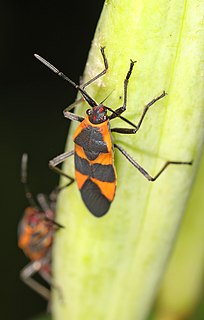 <i>Oncopeltus sandarachatus</i> Species of seed bug
