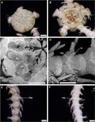 File:Ophiurothamnus clausa (10.5852-ejt.2022.810.1723) Figure 23.png (Category:Ophiurothamnus clausa)