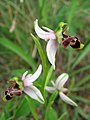 Ophrys scolopax France - Sète