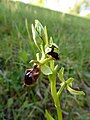 Ophrys sphegodes Germany - Taubergießen