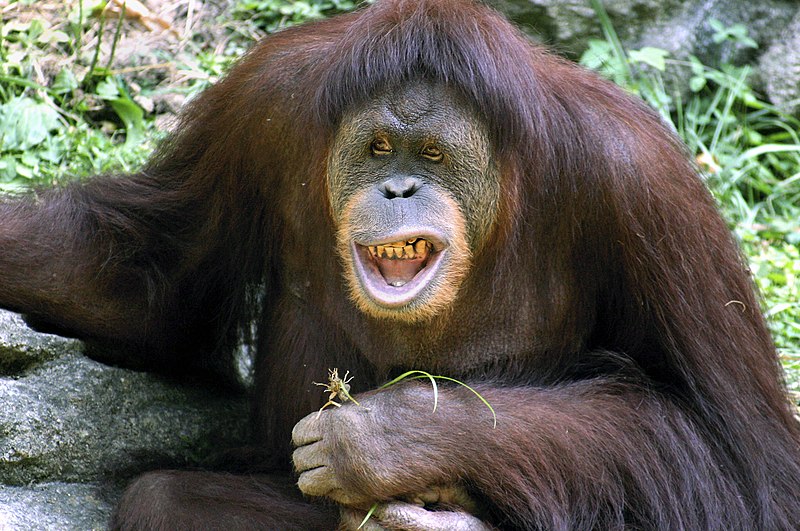 File:Orangutan Cincinnati Zoo 004.jpeg