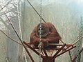 Orangutan at Oji Zoo