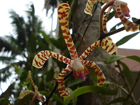 Tập_tin:Orchid-spider1.JPG