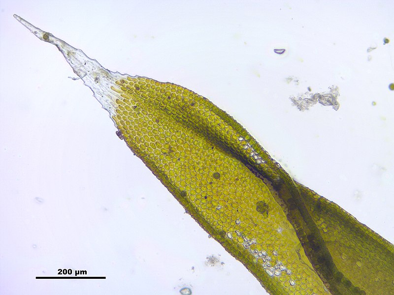 File:Orthotrichum diaphanum (e, 144735-481032) 9903.JPG