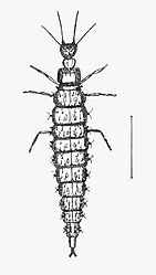 OsmylusLarva.jpg