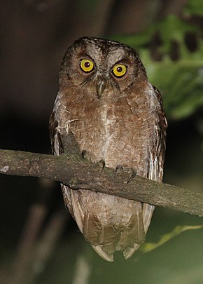 Описание картинки Otus pembaensis 6713751.jpg.