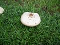 Mushroom outside the Wheeler-Evans house, in Oviedo, Florida