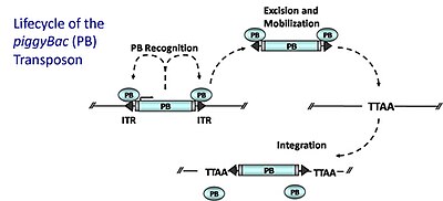 piggyBac transposon technology PB lifecycle2.jpg