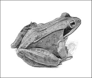 PSM V43 D507 Adult wood frog.jpg