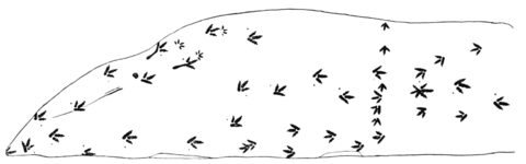 PSM V66 D149 Herbivorous dinosaur footprints showing animal resting place.png