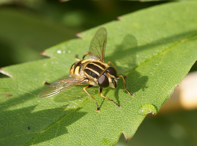 File:Paistekärpänen.JPG