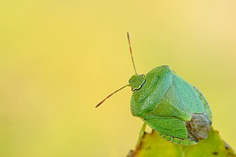 Palomena viridissima