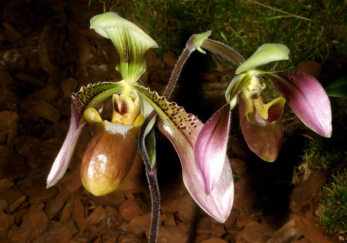 Paphiopedilum sublaeve