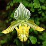 Thumbnail for Paphiopedilum subg. Sigmatopetalum