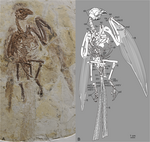 Parapengornis eurycaudatus holotype.PNG