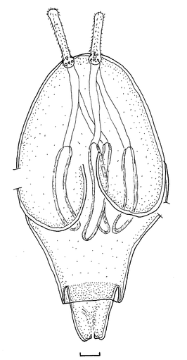 Nybelinia basimegacantha
