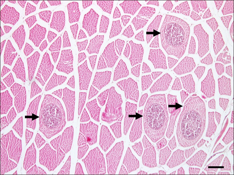  Kudoa septempunctata in olive flounder (Paralichthys olivaceus) muscles Figure 1 from paper A histological section of olive flounder (Paralichthys olivaceus) muscles showing muscle fibres containing Kudoa spores.  Arrows indicate spore-containing cysts. Haematoxylin and eosin-staining.  Scale bar = 100 μm.