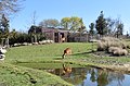 Sitatunga: Morphologie, Répartition, Habitat