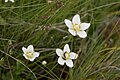 コウメバチソウ Parnassia palustris var. tenuis