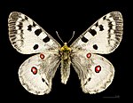 Parnassius apollo – Männchen