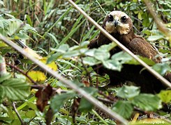 Pasear por un arrollo y encontrarse con una hembra de aguilucho lagunero - panoramio.jpg