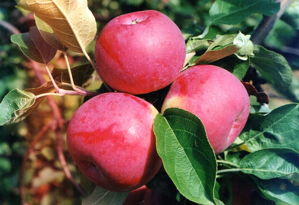 Paula Red Apples Information and Facts