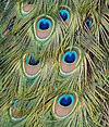 Pavo cristatus feather LC0026.jpg