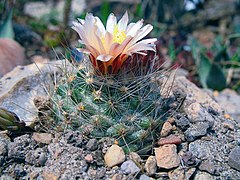 31.10.17 Pediocactus paradinei