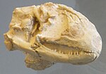 Peltosaurus.JPG