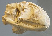 Fossilized skull of the Eocene-Oligocene lizard Peltosaurus Peltosaurus.JPG