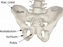 A labeled diagram of the human pelvis Pelvis diagram.png