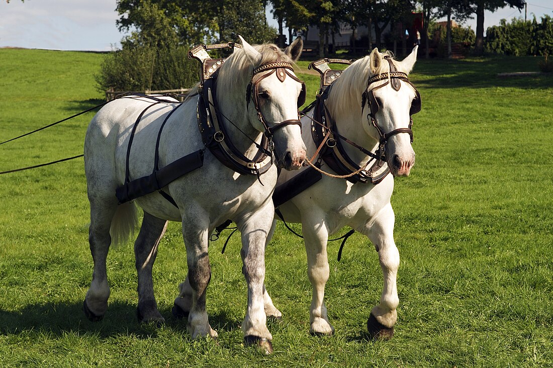 Percheron