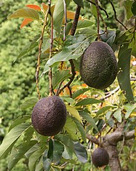 Avocado fruits on the tree, sliced ​​avocado with stone