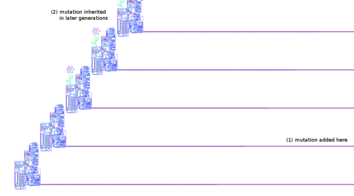 A demonstration of the ability of von Neumann's machine to support inheritable mutations. (1) At an earlier timestep, a mutation was manually added to the second generation machine's tape. (2) Later generations both display the phenotype of the mutation (a drawing of a flower) and pass the mutation on to their children, since the tape is copied each time. This example illustrates how von Neumann's design allows for complexity growth (in theory) since the tape could specify a machine that is more complex than the one making it. Pesavento replicator inherited mutations.png