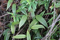 foliage and tendrils