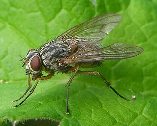 <i>Phaonia valida</i> Species of fly