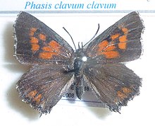 Phasis clavum clavum, J Dobson, a.jpg