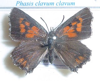 <i>Phasis clavum</i> species of insect