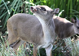 <span class="mw-page-title-main">Blue duiker</span> Species of mammal