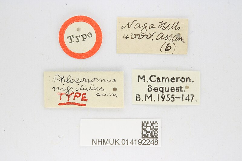 File:Phloeonomus nigritulus Cameron, 1930; Syntype; NHMUK014192248; Labels (49501195341).jpg