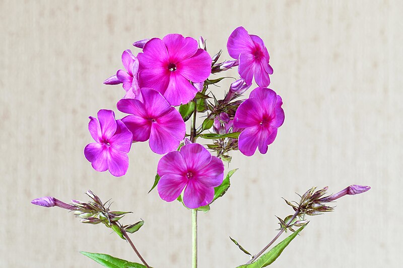 File:Phlox paniculata20220718 18342.jpg