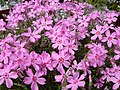 Phlox subulata 'Daisy Hill'