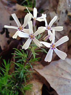 <i>Phlox subulata</i> Species of flowering plant