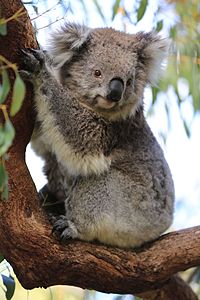 Photogenic Koala on Phillip Island.jpg
